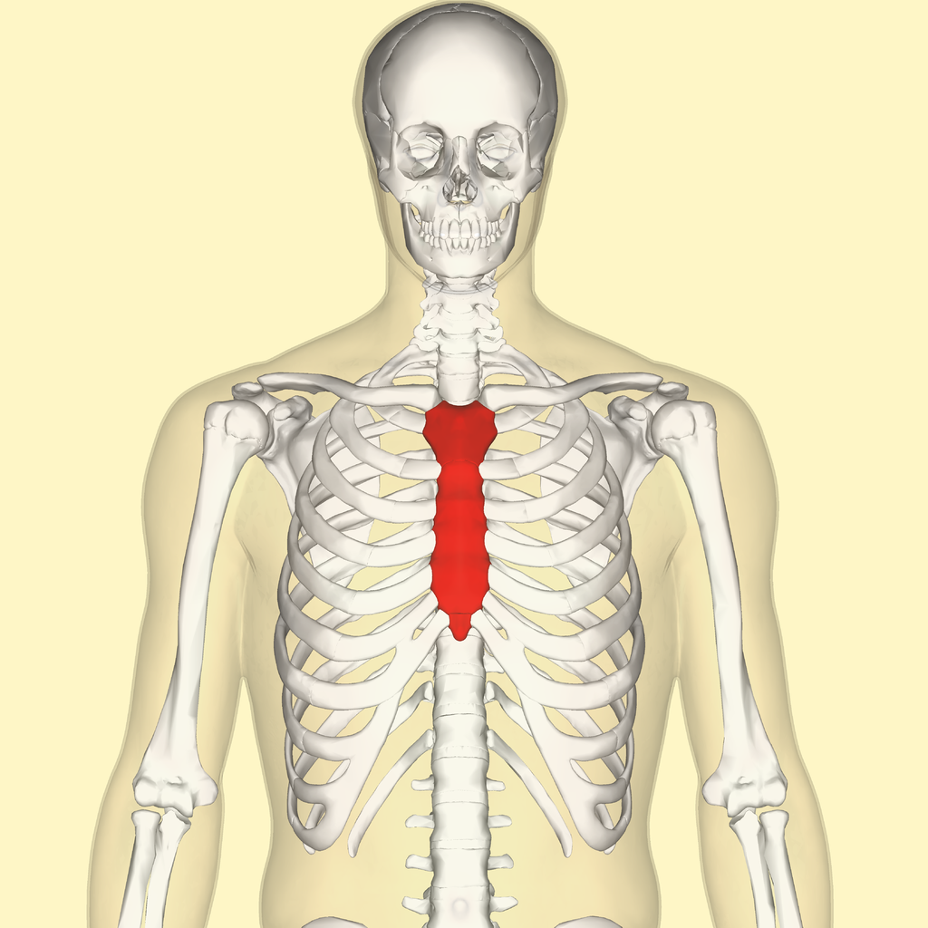 1024px-Sternum_front.png
