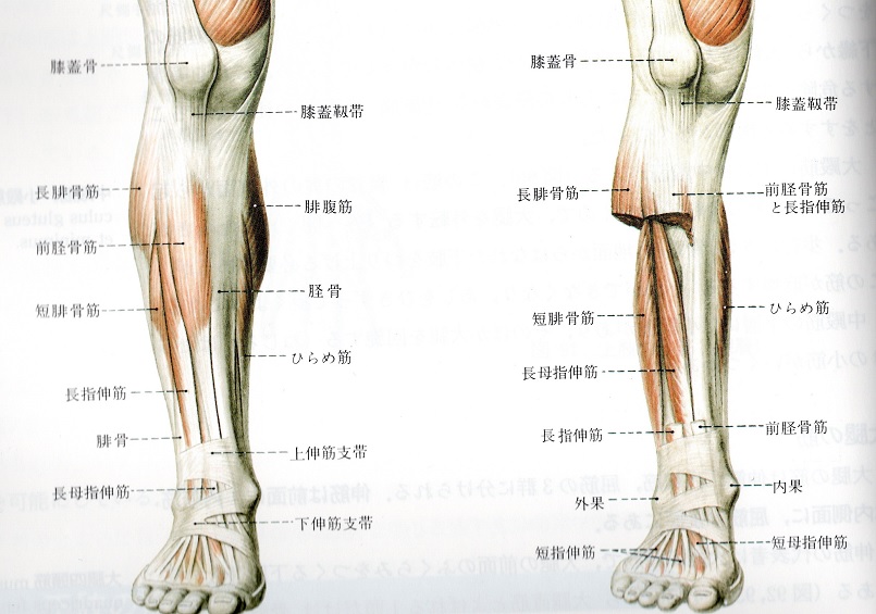下腿の筋肉