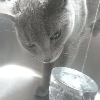 水飲む猫_gifmagazine